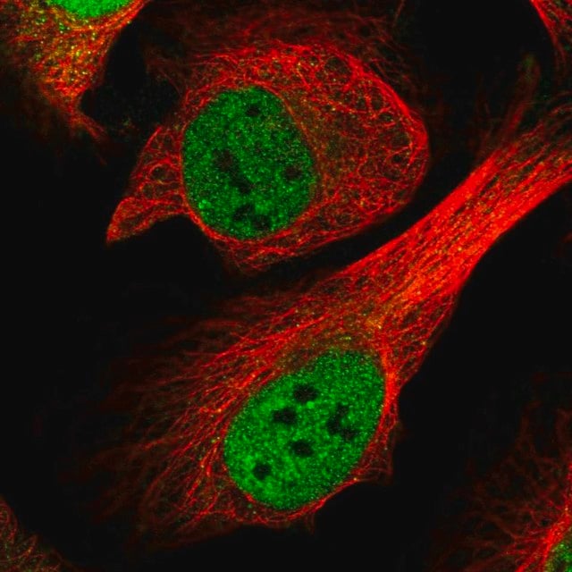 Anti Cenpf Antibody Produced In Rabbit