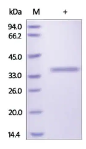 Granzyme B Human